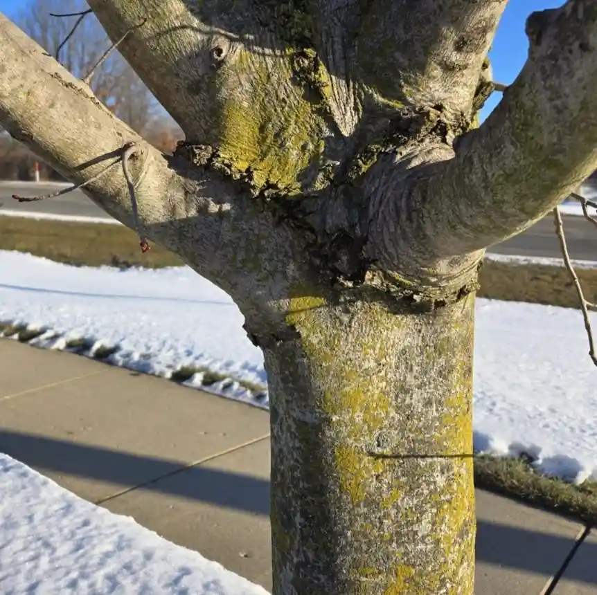 A close-up photo of a tree trunk with mossy bark and three main branches, set against a snowy sidewalk and road under a…