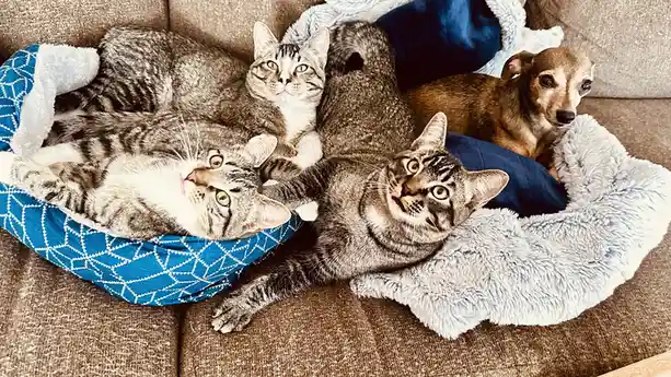 Three tabby cats and one small brown dog are lounging together on a couch, each resting in separate pet beds. The cats have…