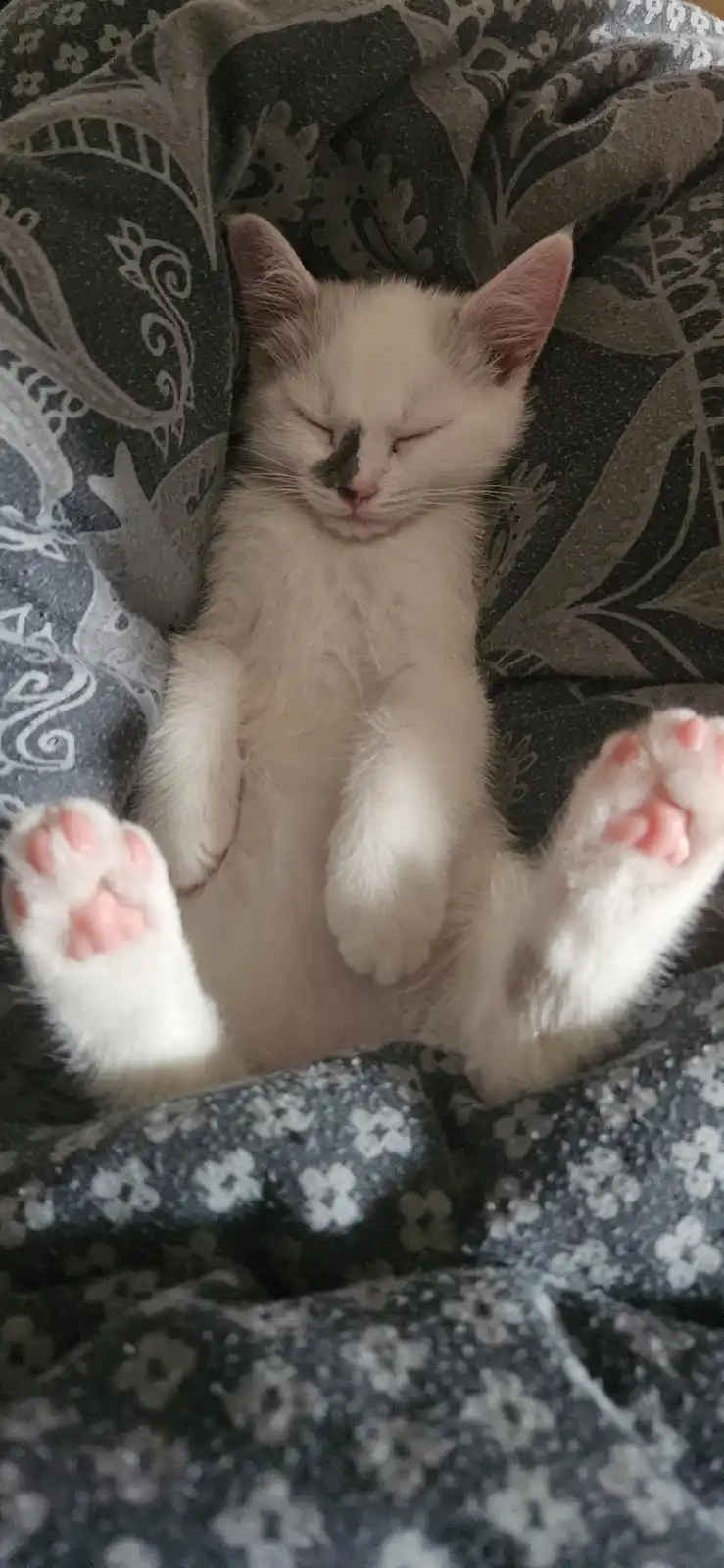 A small white kitten with a black patch on its nose is sleeping soundly on its back on a patterned blanket, paws up in the…