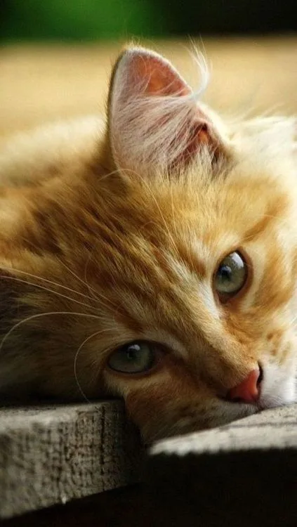 Meet Today's Adorable Cat