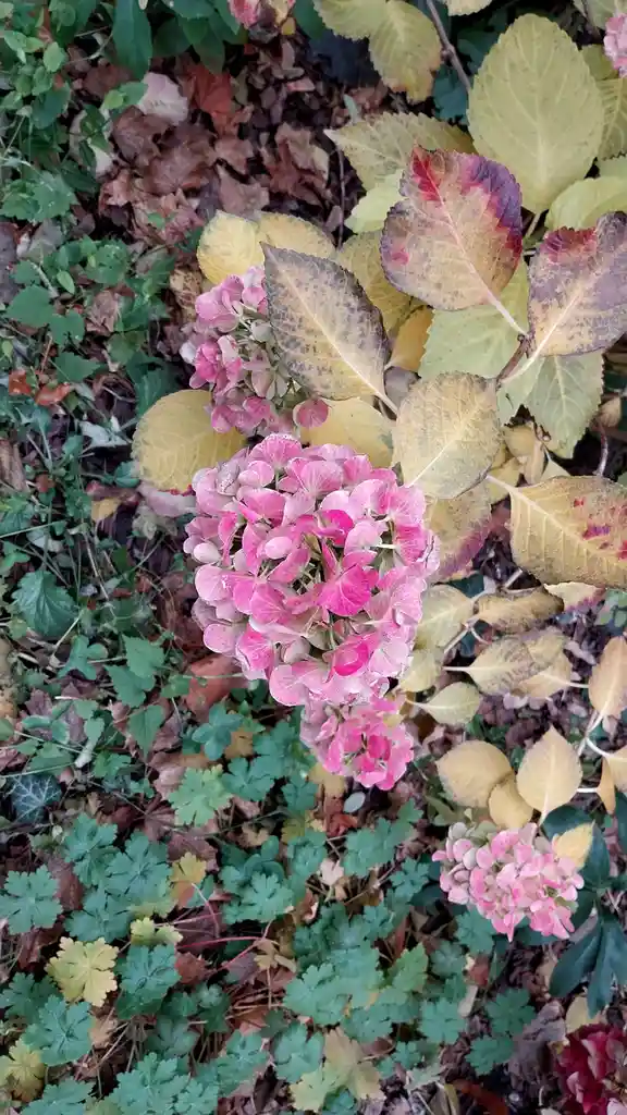 Autumnal hydrangeas creating a fairytale vibe in a church garden