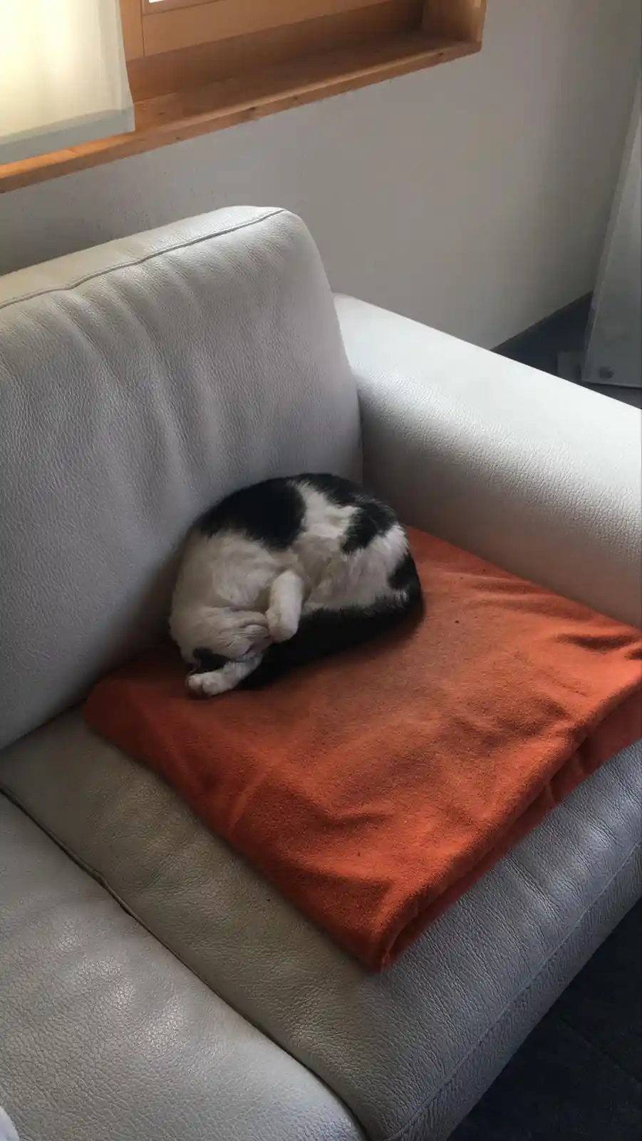 A black and white cat is curled up tightly in a ball, sleeping soundly on an orange blanket placed on a light gray leather…