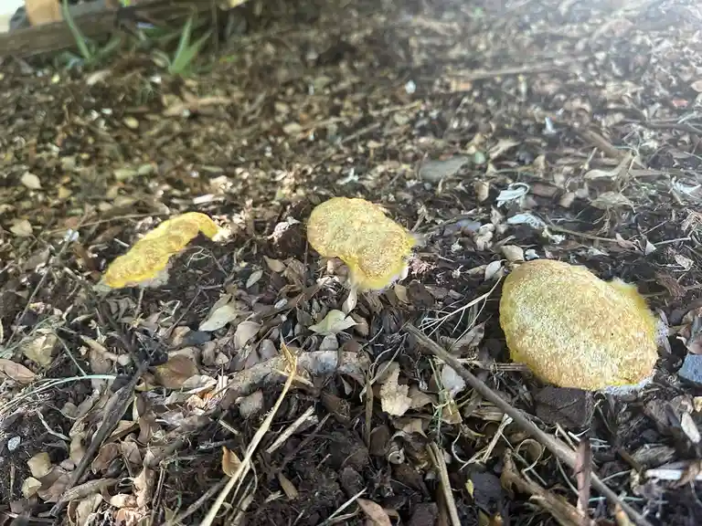 Three yellowish, textured fungi grow from a bed of brown mulch and dried leaves. The overlaid text reads 'i found three…