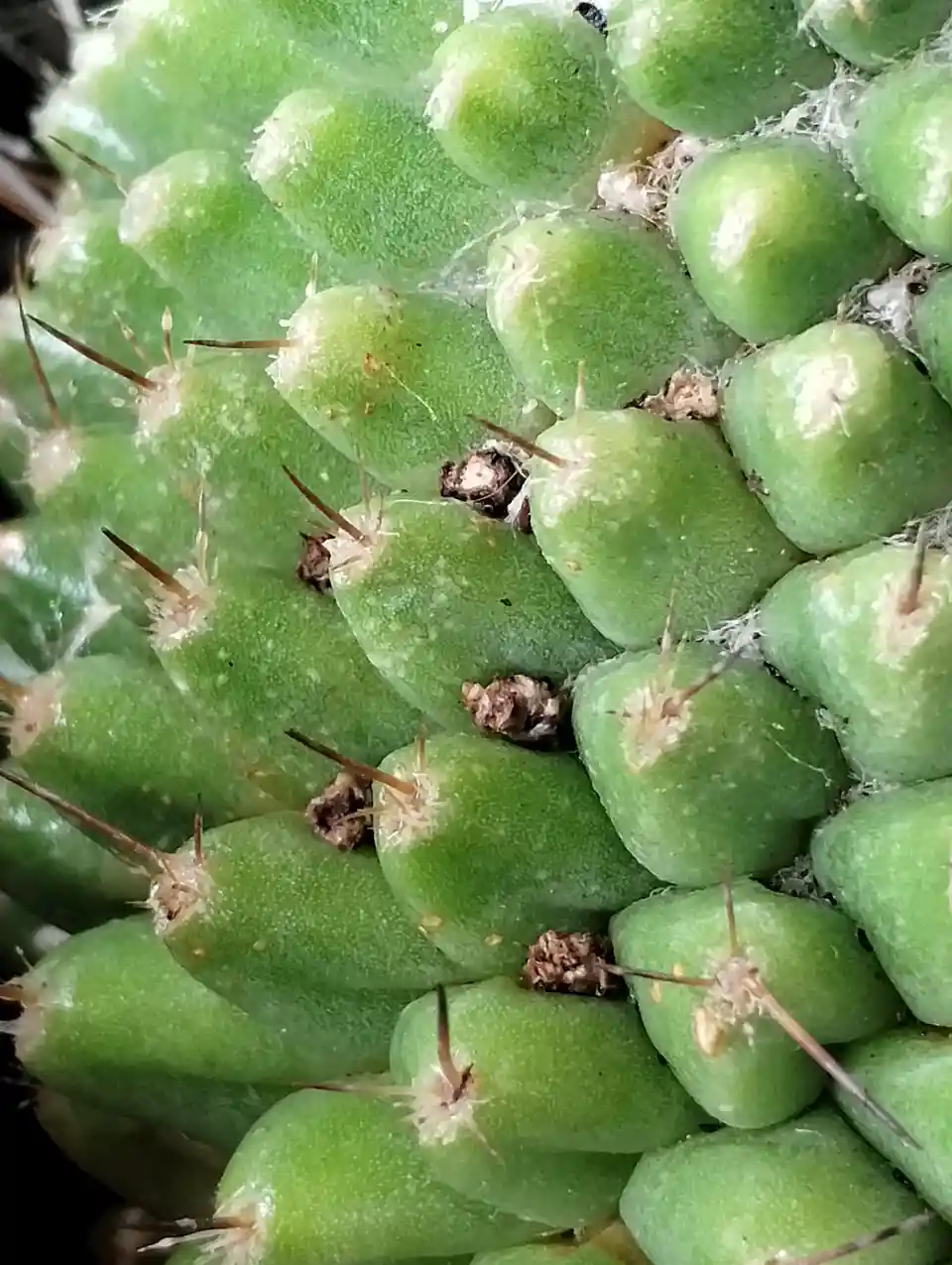 A close-up photo of a green, segmented cactus with small spines and fuzzy white hairs, showing several dried, brown…