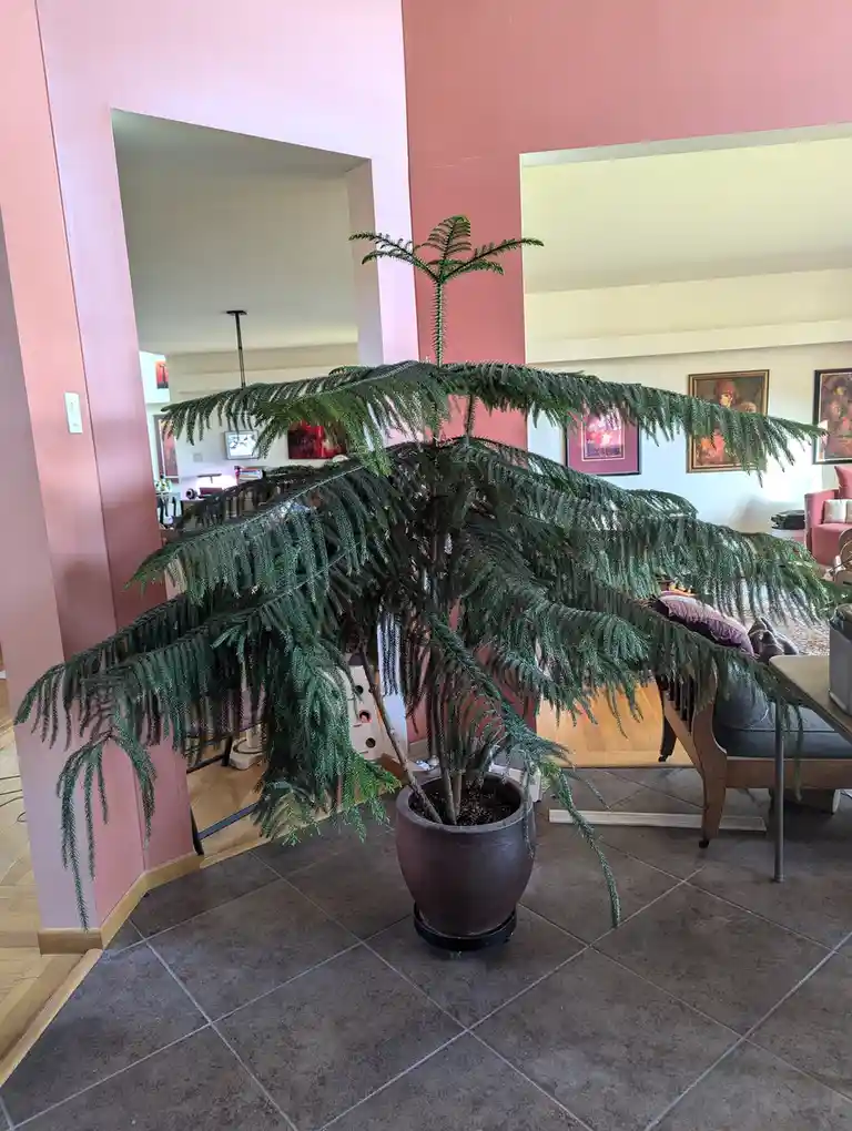 A large potted plant with long, drooping green branches sits in a dark pot on a tiled floor, its foliage spreading wide and…