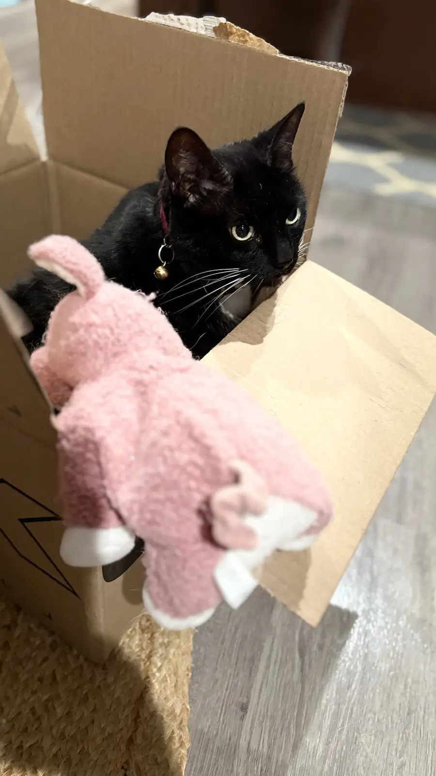 A black cat with green eyes and a bell collar peers out from inside a cardboard box, looking unimpressed. In the foreground…