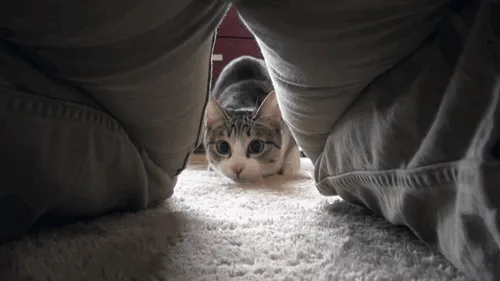 A tabby cat peeks out from under someone's legs, then the image zooms in on its face, nose, and wide eyes. The overlaid text…