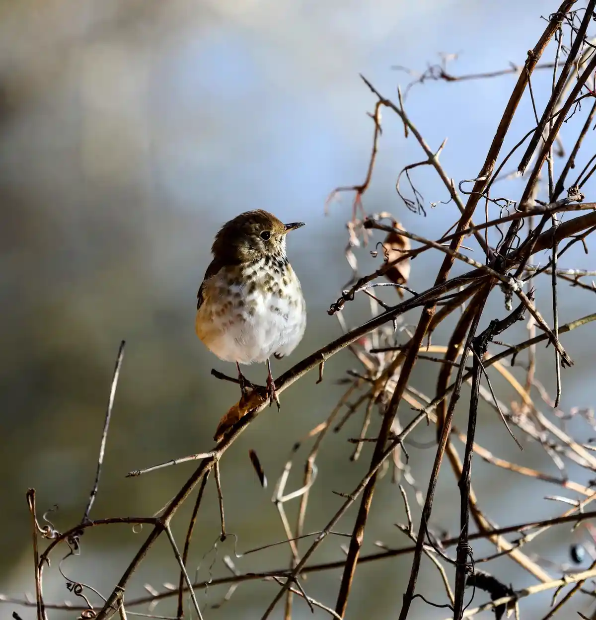 Check out the stunning birds I captured today!