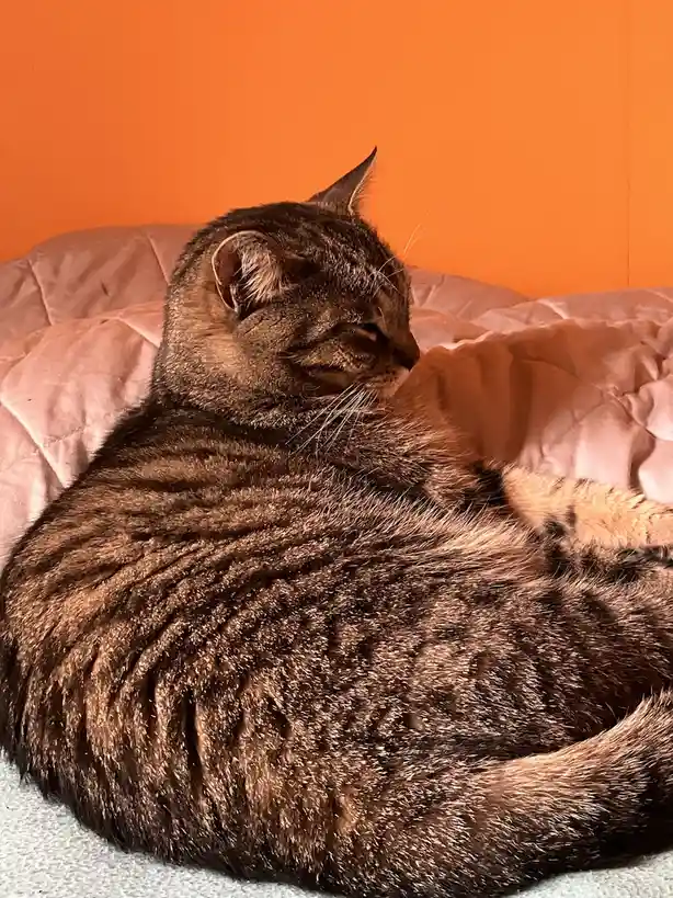A tabby cat with dark stripes is curled up and sleeping soundly on a rumpled pink blanket against an orange wall. The cat's…