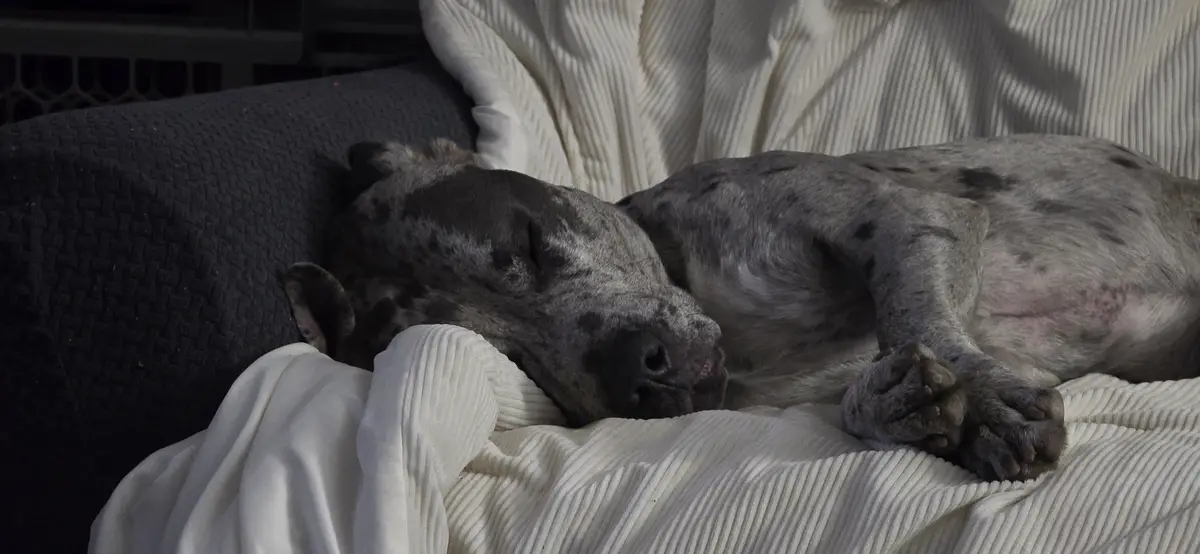 A large, spotted dog with a grey and white coat is sleeping soundly on a couch, its head resting on a white ribbed blanket…