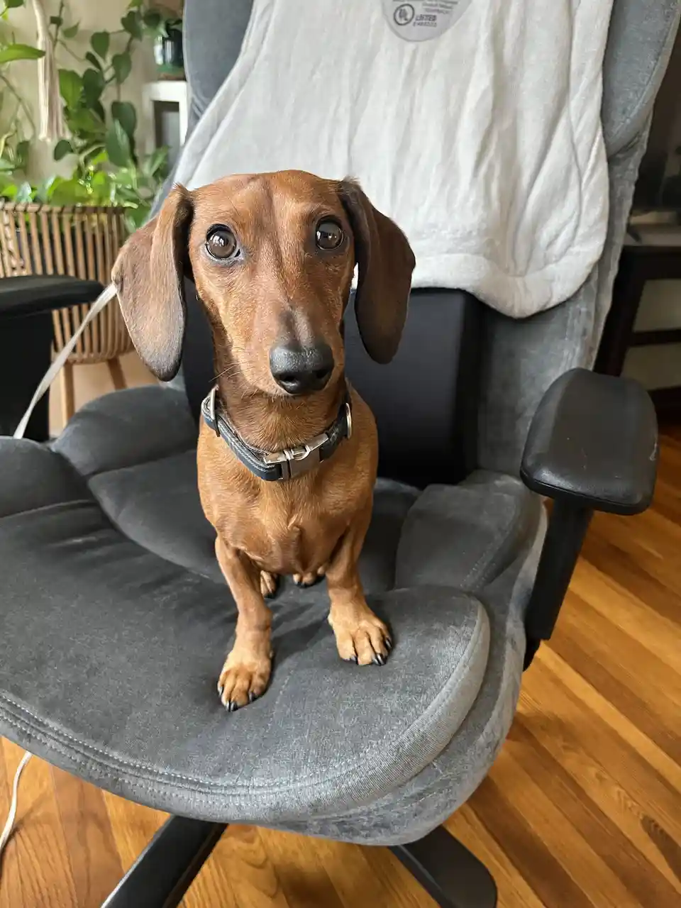 A brown dachshund sits upright on a grey office chair, looking directly at the camera with wide, pleading eyes. The dog…