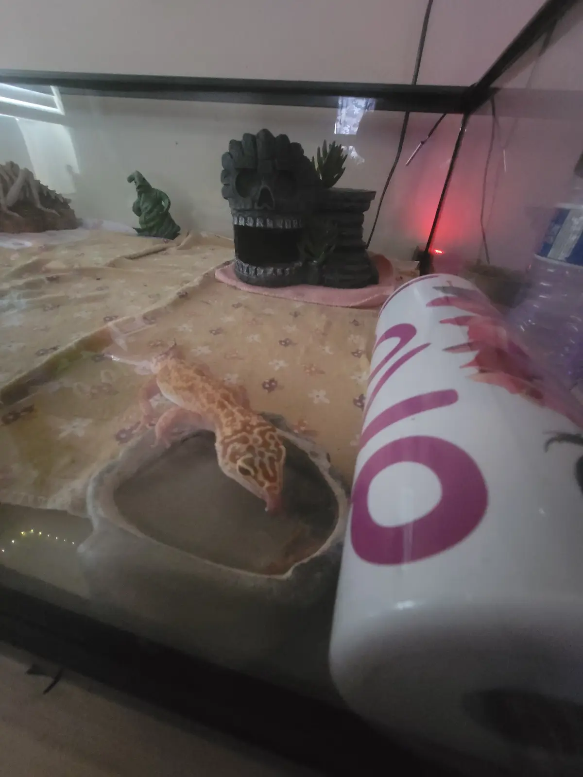 A leopard gecko inside a glass terrarium is drinking from a water dish while a large white bottle with pink lettering and…