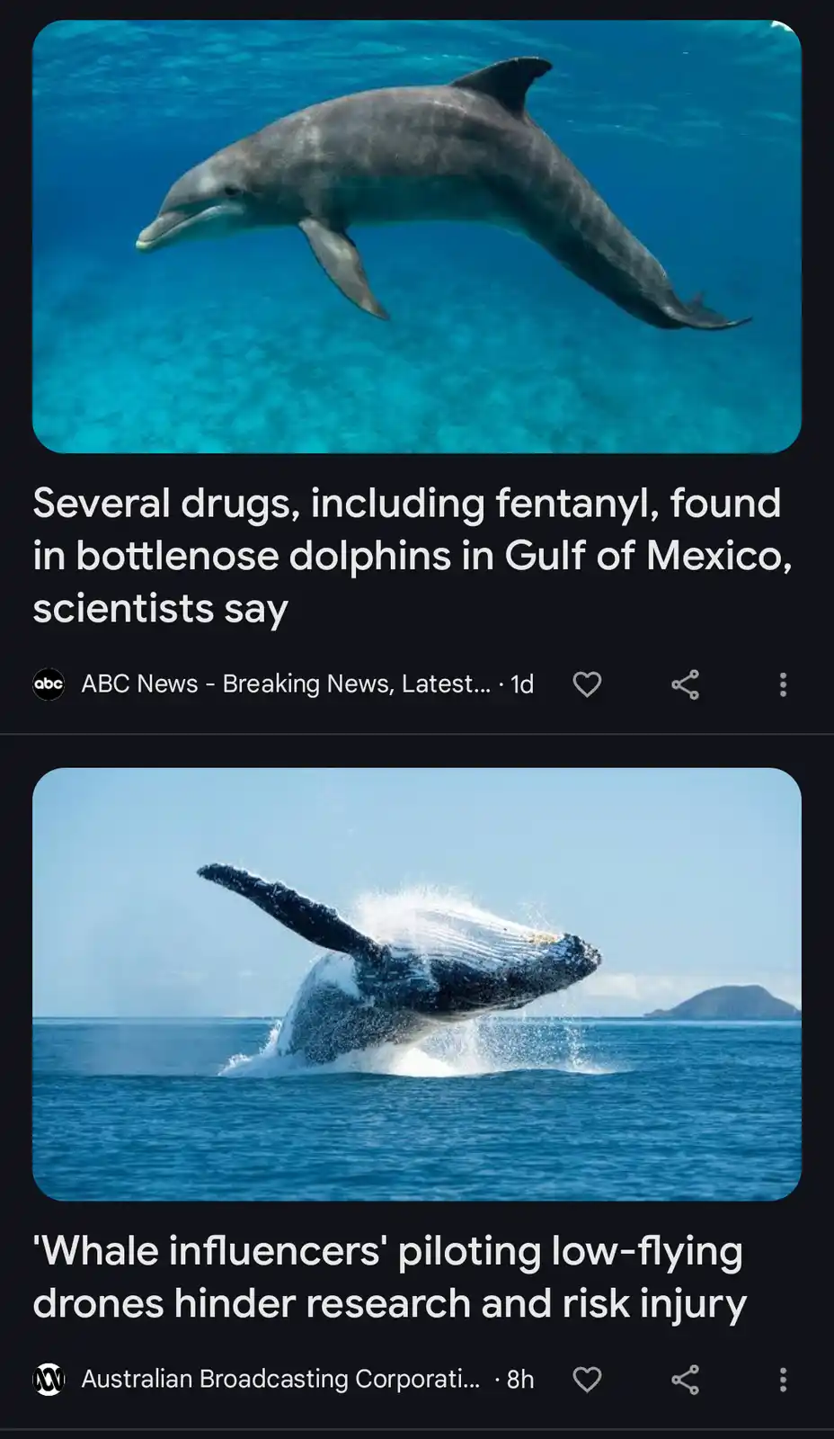 The image displays two news headlines stacked vertically. The top shows a bottlenose dolphin swimming underwater with the…