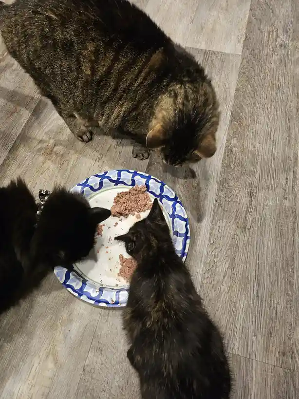Three cats are gathered around a paper plate with a small amount of wet food on a wooden floor, all appearing to eat or…