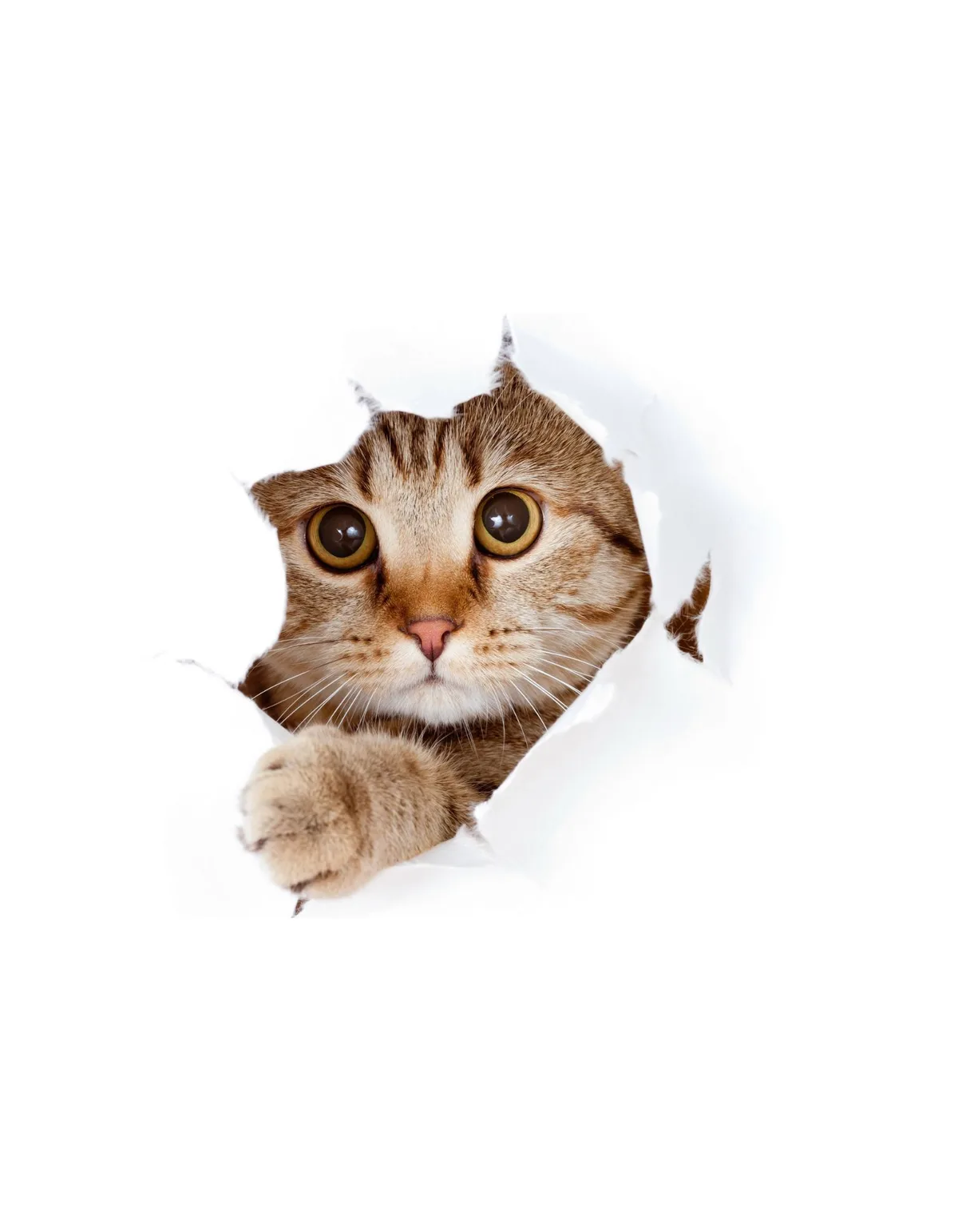 A tabby cat with wide, startled eyes peers through a torn hole in a white surface, its front paw extended outward. The image…