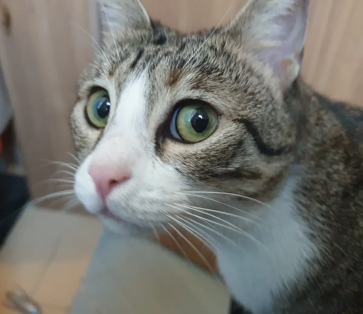 A close-up photo of a tabby cat with wide, green eyes and a white muzzle, looking directly at the camera with an intense…