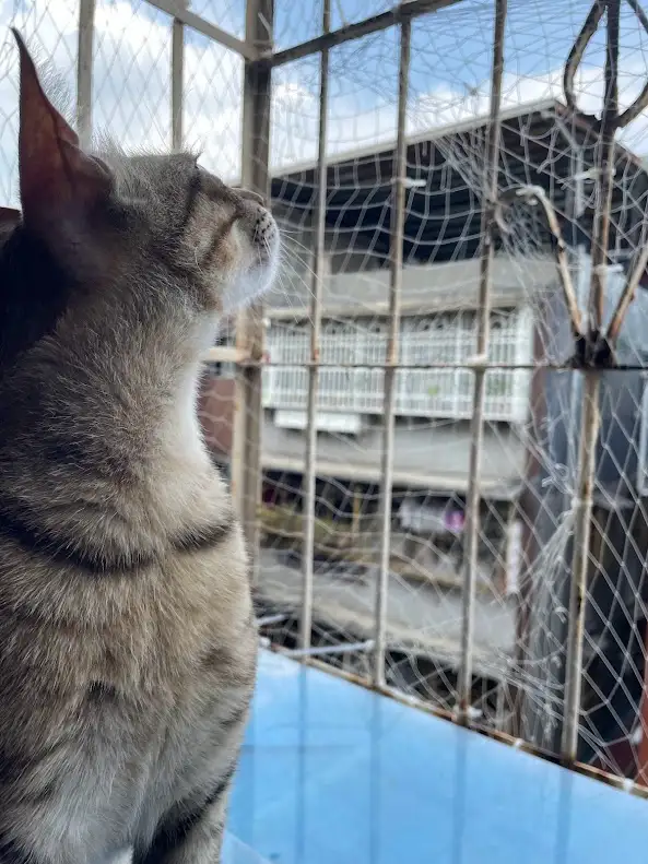 A tabby cat sits on a blue surface, gazing upward through a rusty metal fence and netting, with a multi-story building…