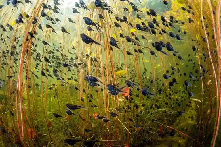 An underwater photograph shows a dense school of tadpoles swimming among tall, thin aquatic plants in murky green water. The…