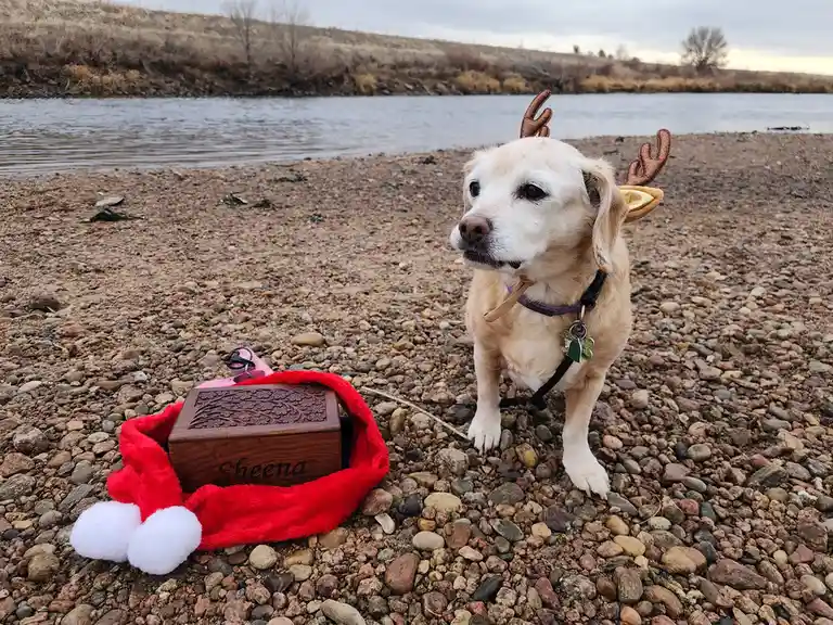 A light-colored dog wearing brown reindeer antlers stands on a gravel riverbank next to a red Santa hat that surrounds a…