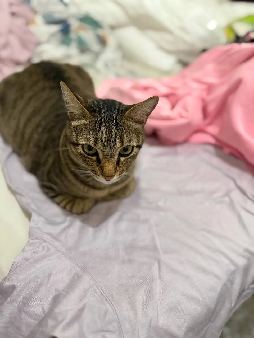 A tabby cat with green eyes sits on a rumpled light purple shirt, looking directly at the camera with a stern, unimpressed…