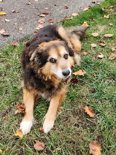 A fluffy brown and black dog with a white muzzle lies on green grass scattered with fallen autumn leaves, looking directly…