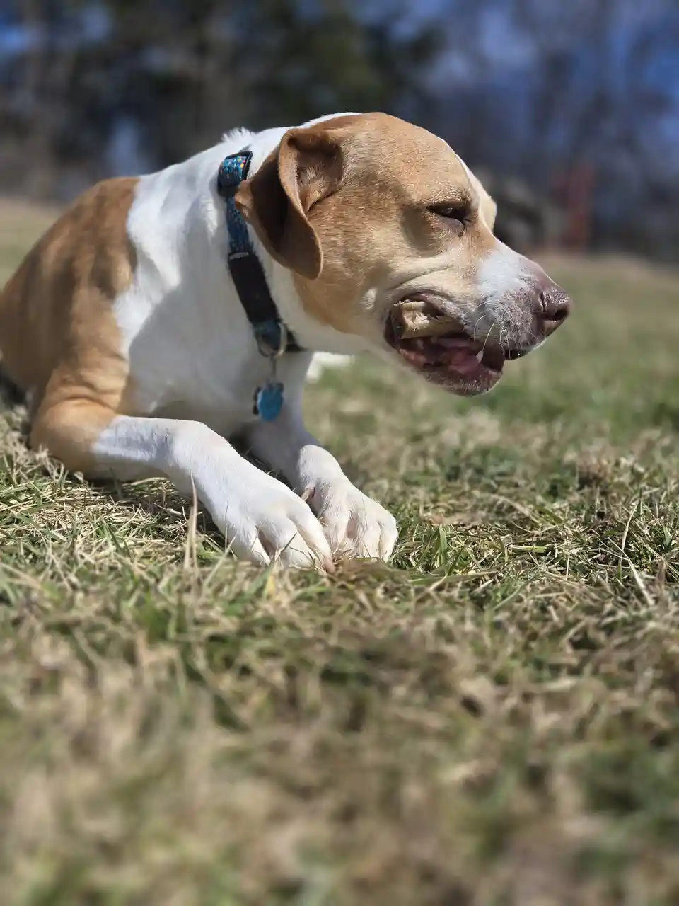 A brown and white dog lies on grass with a bone in its mouth, eyes half-closed in a relaxed, contemplative expression. The…