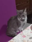 A gray tabby cat sits on a floral-patterned surface against a purple wall, looking slightly disinterested. The text overlaid…