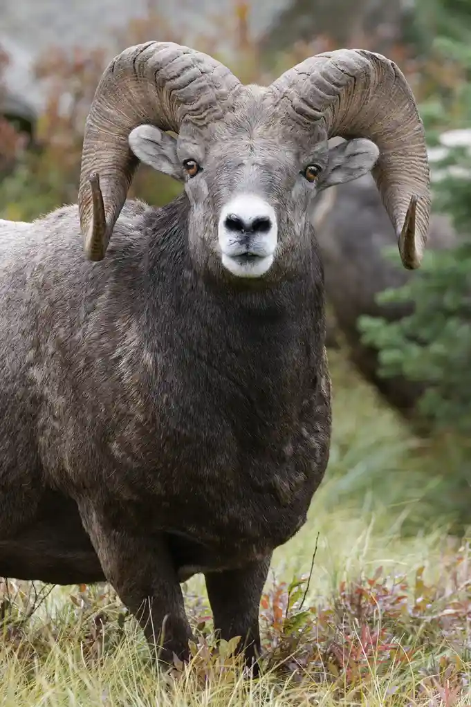 A close-up photograph of a large bighorn sheep ram with massive, curved, ridged horns and a thick grey coat, standing in…