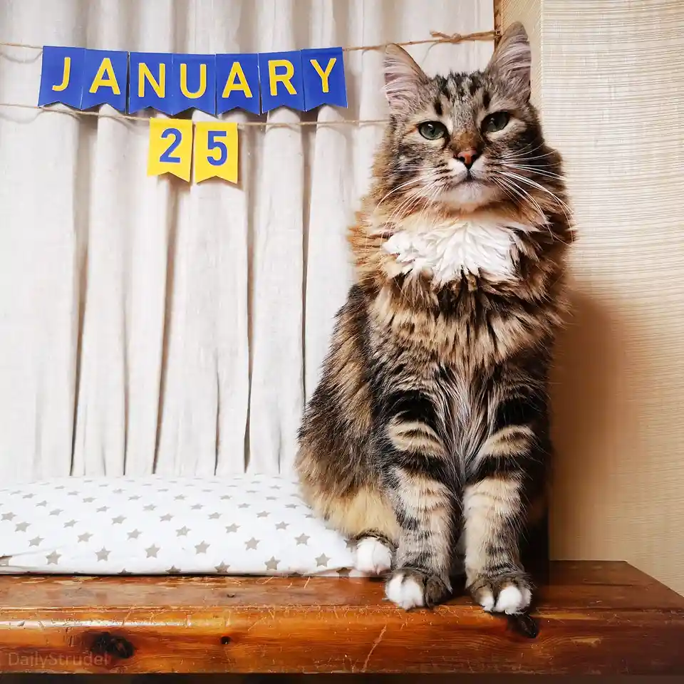 A fluffy tabby cat sits regally on a wooden surface next to a star-patterned pillow, with a handmade banner reading 'JANUARY…