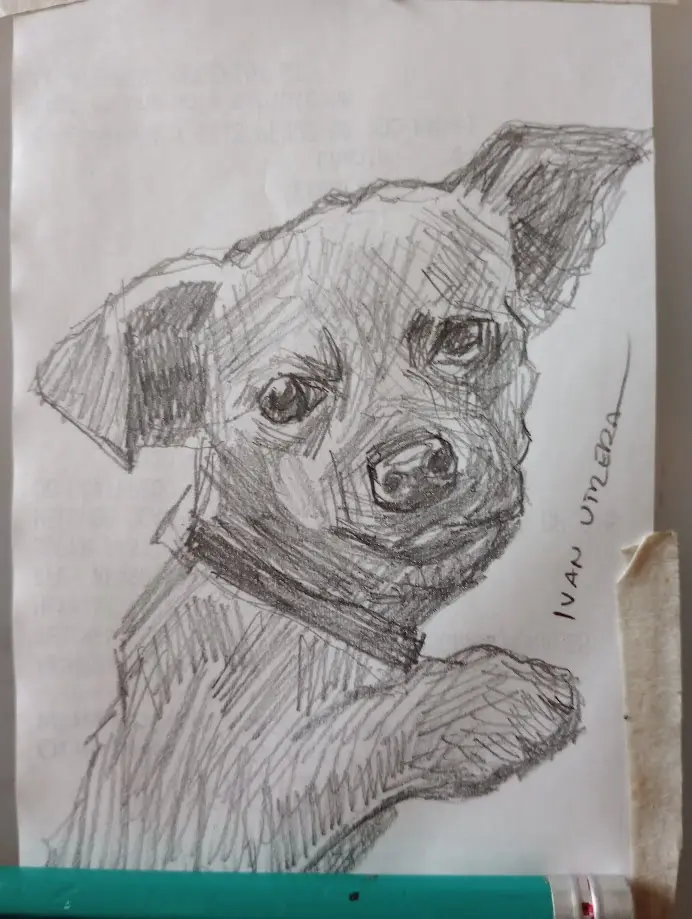 A hand-drawn pencil sketch of a small dog with large, expressive eyes and perked ears, wearing a collar and looking directly…
