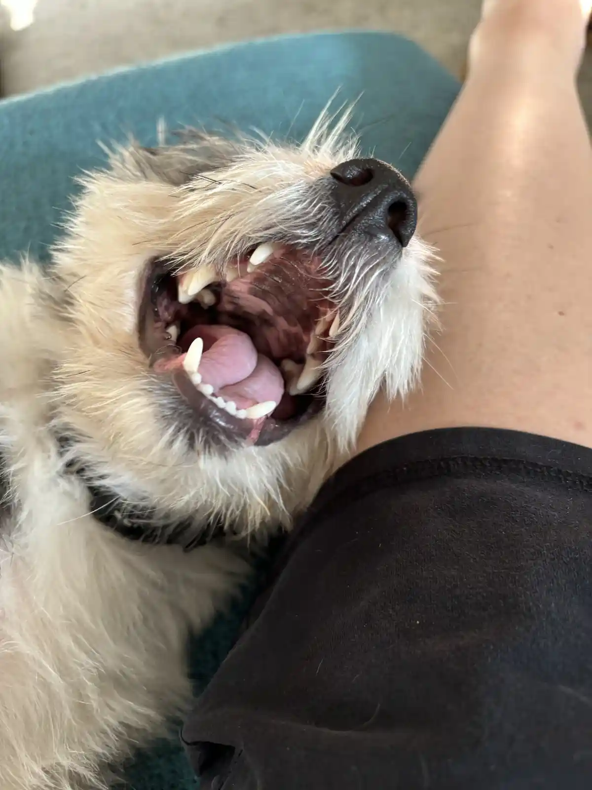A fluffy, light-colored dog with its mouth wide open, showing teeth and tongue, lying on a teal surface next to a person's…