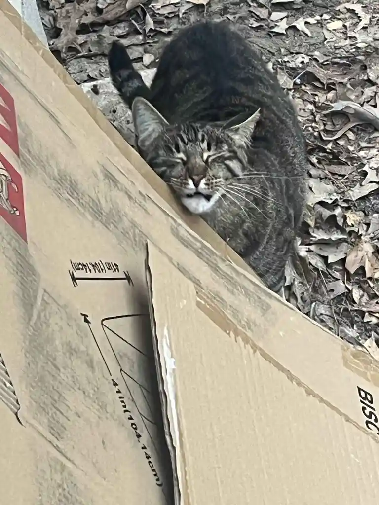 A tabby cat with a white muzzle is curled up and sleeping soundly with its head resting on the edge of a large cardboard…
