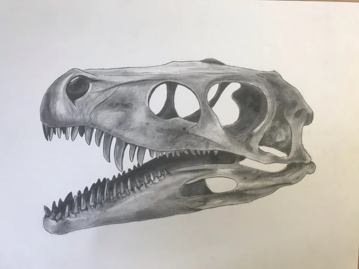 A detailed pencil drawing of a dinosaur skull, likely a theropod, showing sharp teeth, eye sockets, and nasal openings on…