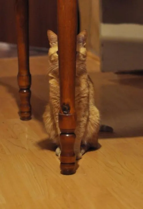 a light brown tabby cat sits on a wooden floor, partially obscured by the thick wooden leg of a piece of furniture, looking…