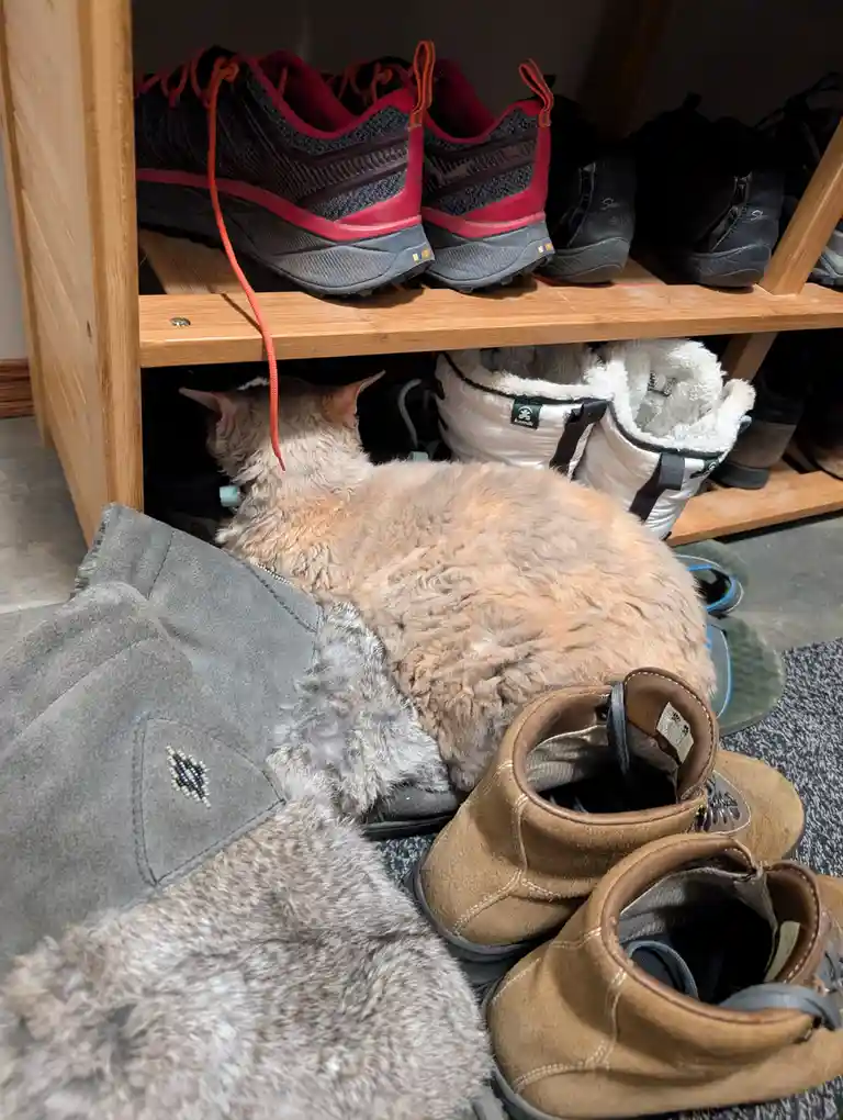 A fluffy, light-brown cat is curled up sleeping under a wooden shoe rack, nestled among various shoes and a grey jacket. The…