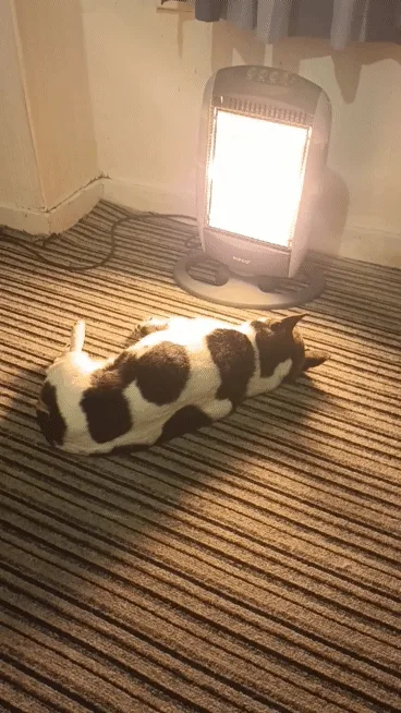 A sequence of six photos shows a brown and white dog lying on a striped carpet near a bright space heater. Initially, the…