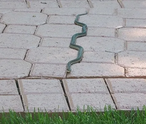 A green snake slithers across light-colored hexagonal paving stones, with a strip of green grass visible at the bottom edge…