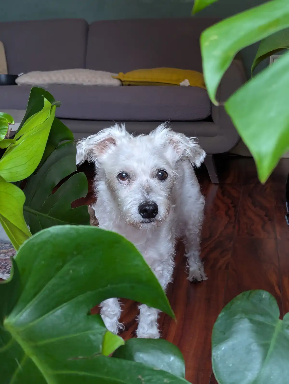 A small white fluffy dog with dark eyes and nose is peeking out from behind large green monstera leaves on a wooden floor…
