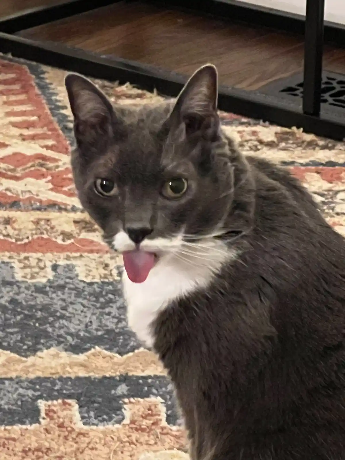 A gray and white cat sits on a patterned rug, looking directly at the camera with its pink tongue sticking out. The overlaid…