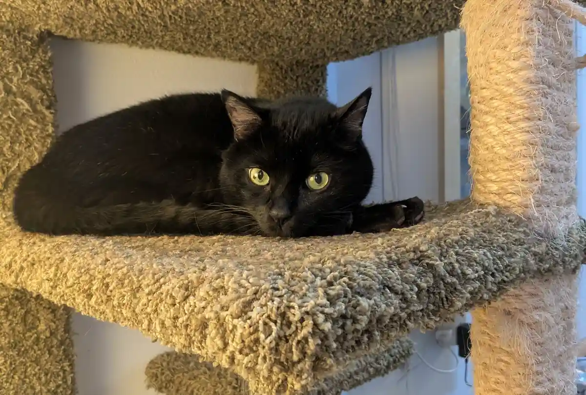 A black cat with bright green eyes lies curled up on a beige, textured cat tree platform, looking directly at the camera…