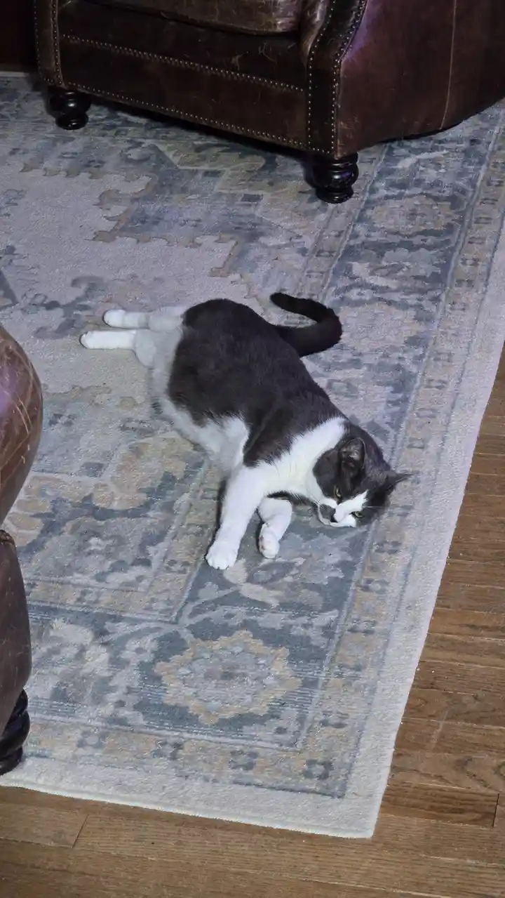 A black and white cat lies sprawled on its side on a patterned rug, looking unimpressed with its surroundings. The cat is…