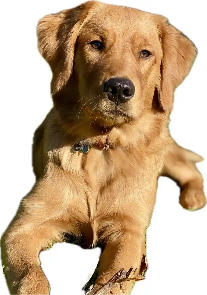 Check Out This Digital Sticker I Created of My Boy Teddy!