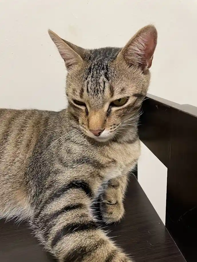 The Adorable Cat Chronicles