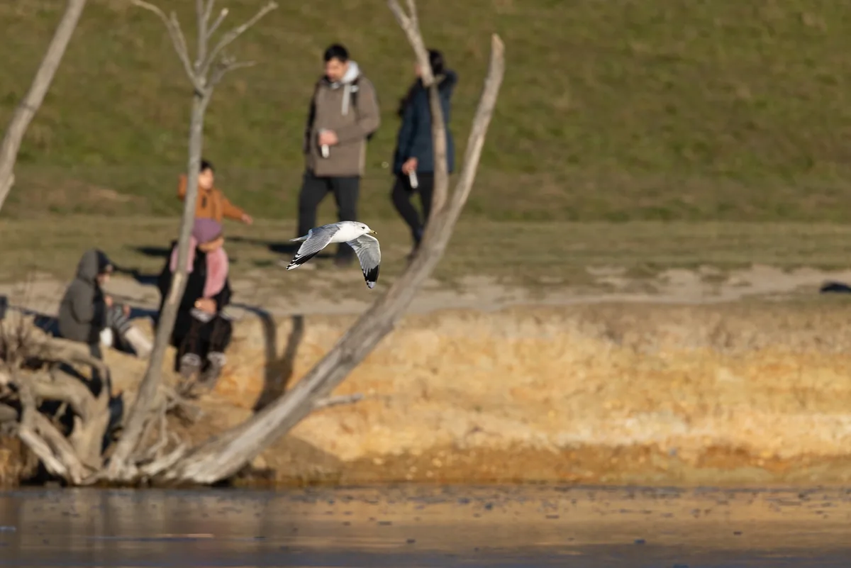 A seagull is captured in mid-flight over water, with blurred people in winter clothing visible in the background near a…