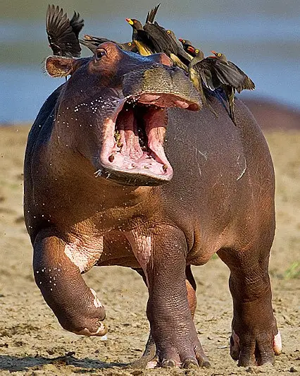 A large hippopotamus is captured mid-yawn with its mouth wide open, revealing its pink interior and teeth. Several small…