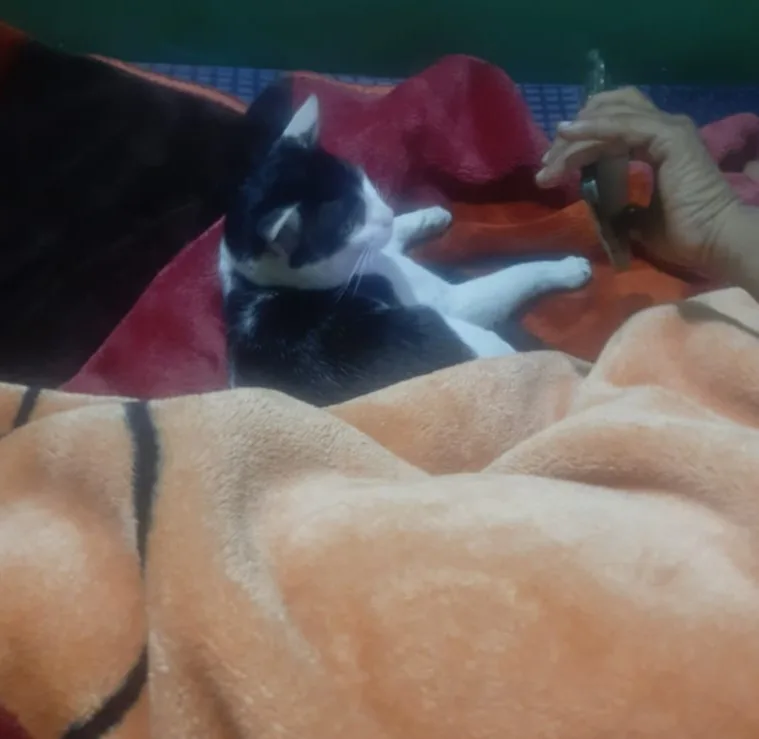 A black and white cat lies on its back on a pile of blankets, looking up at a person's hand holding a phone. The cat appears…