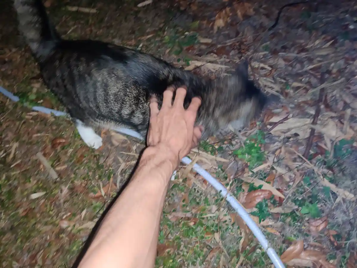 A blurry first-person photo shows a person's hand petting a tabby cat with white paws as it walks away on a leafy forest…