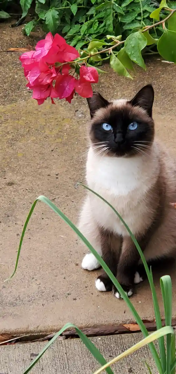 A Siamese cat with striking blue eyes and dark points sits on a concrete path, looking directly at the camera. Above its…