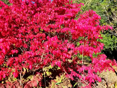 The Most Beautiful Autumn Leaves You'll Ever See