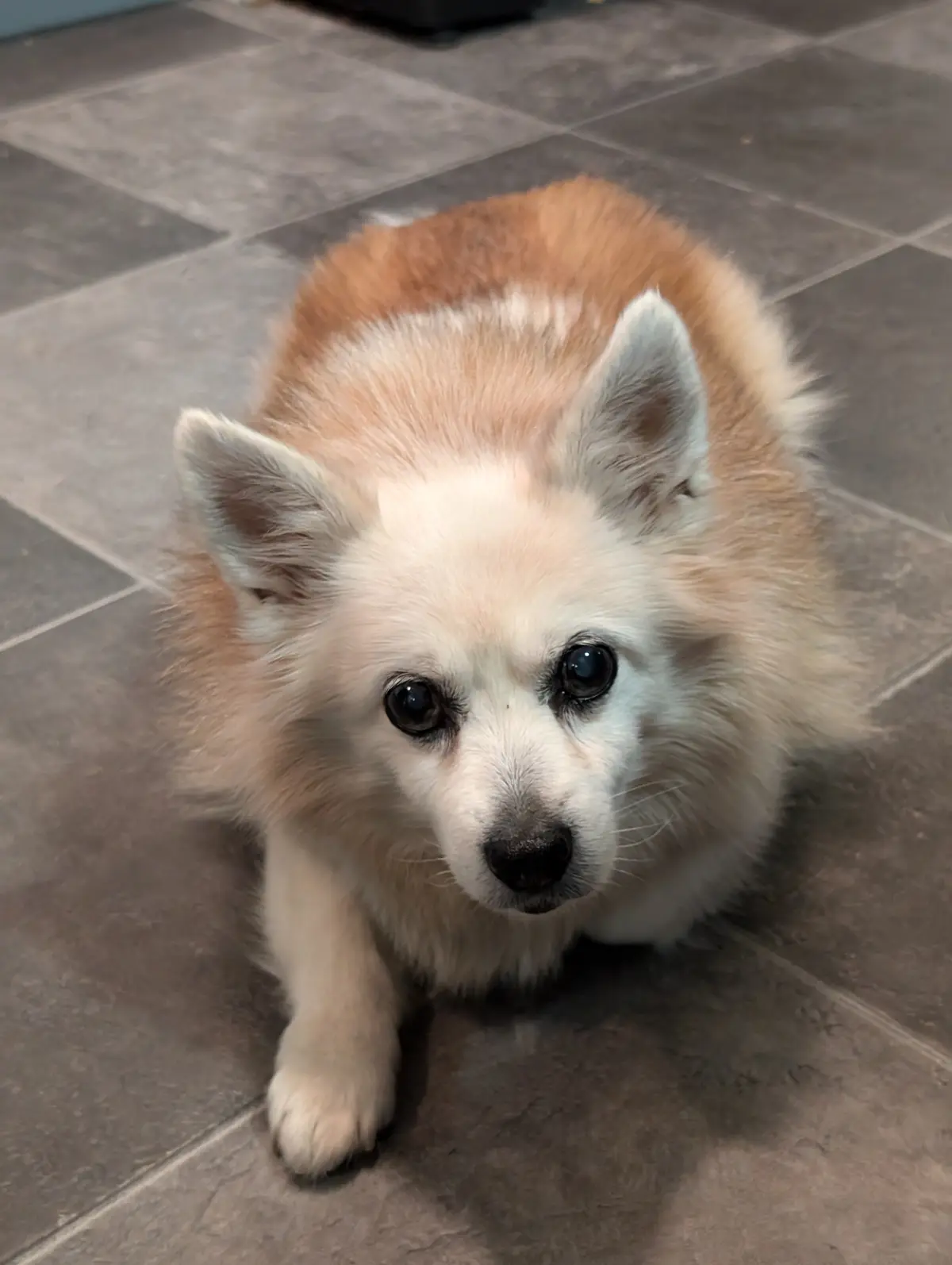 A small, fluffy dog with white and light brown fur sits on a gray tiled floor, looking directly at the camera with large…